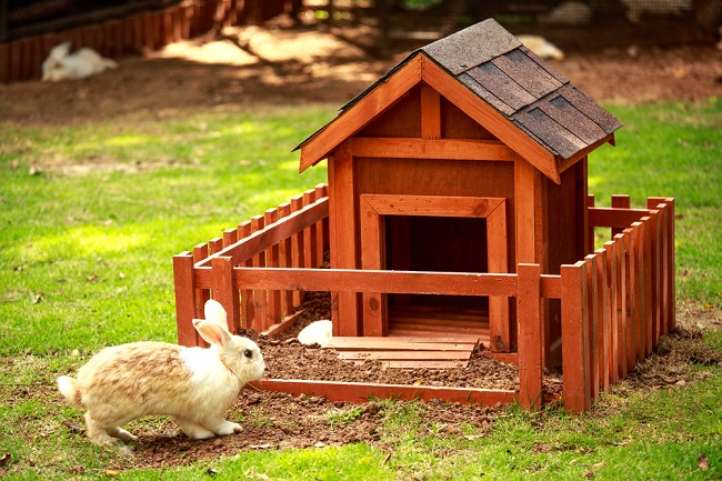 Praktische overwegingen voor je een konijnenhok gaat bouwen