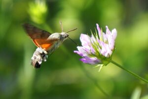 Vlinder in de tuin; kolibrivlinder