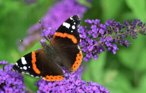 Vlinder in de tuin; atalanta
