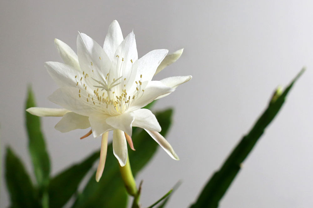 De Epiphyllum Anguliger wordt ook wel de zaagcactus genoemd. Een van de mooiste hangplanten met prachtige witte bladeren. 